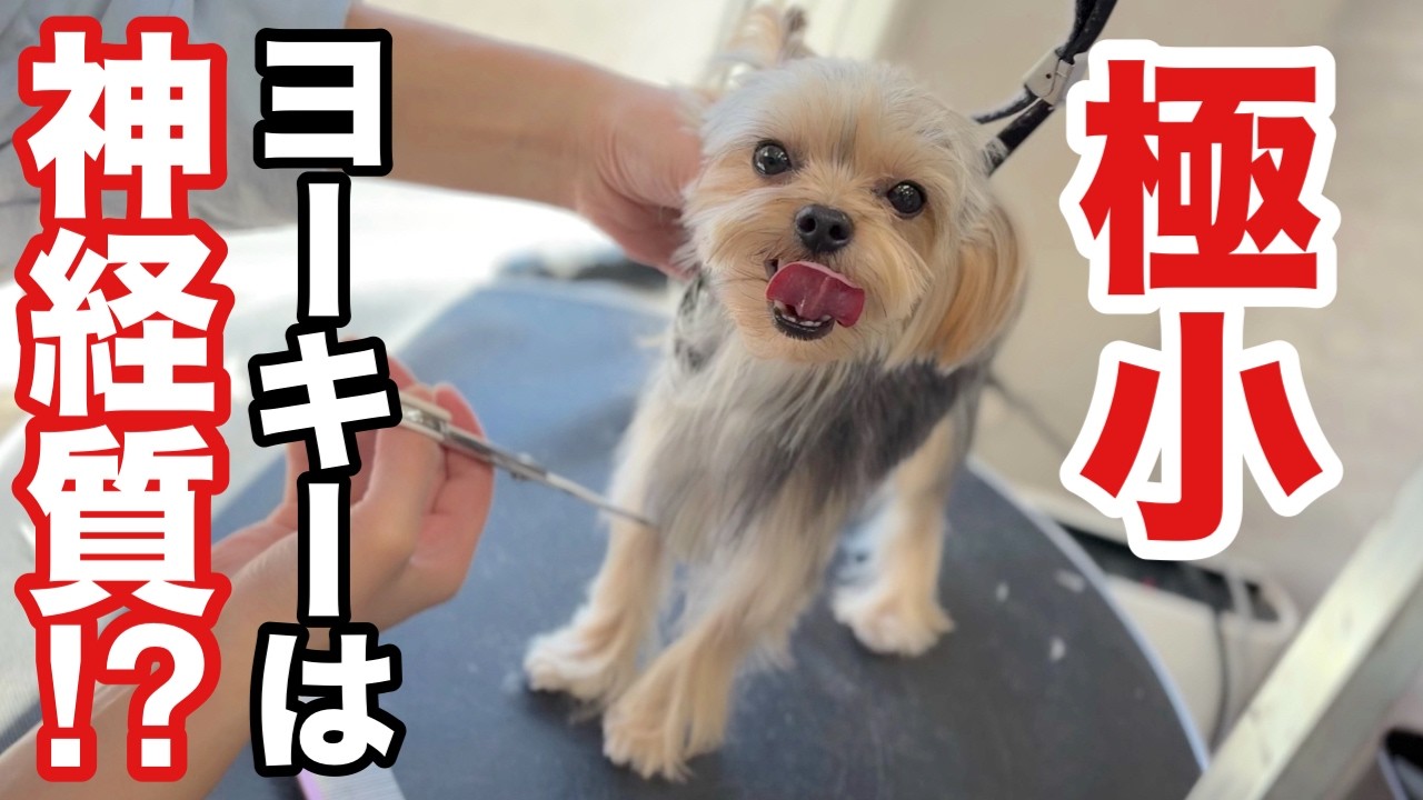 かわいい極小ヨーキーはトリミングにも慎重派！？（ニアくん）
