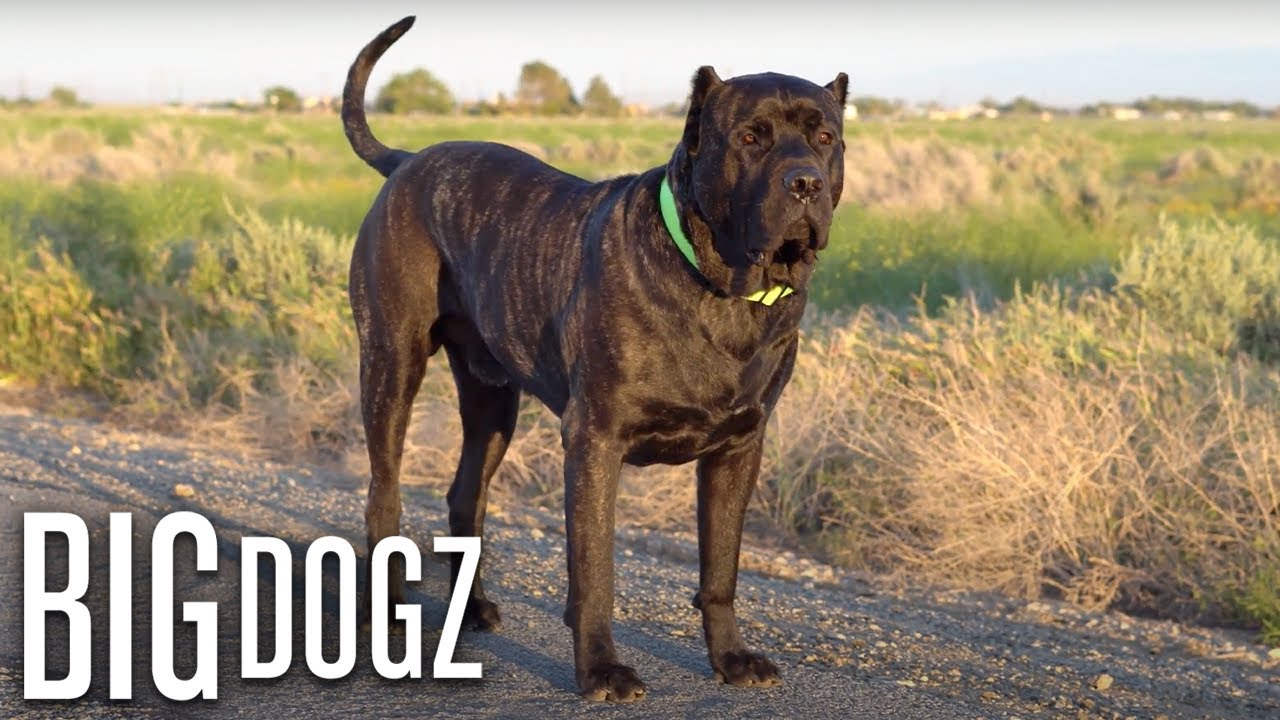 Bane - The 165lbs Family Guard Dog | BIG DOGZ