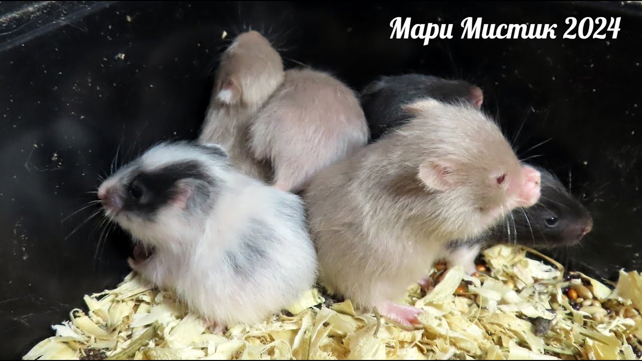 #сирийскийхомяк малыши открыли глазки 19.12.24 #куплю_хомяка_продаю 89215950848