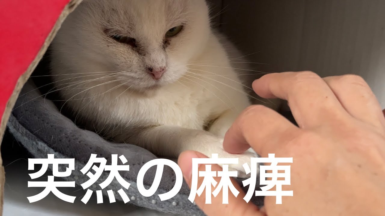 【101】辛い報告になりますが、癌を克服した強い元野生猫シロはきっと！