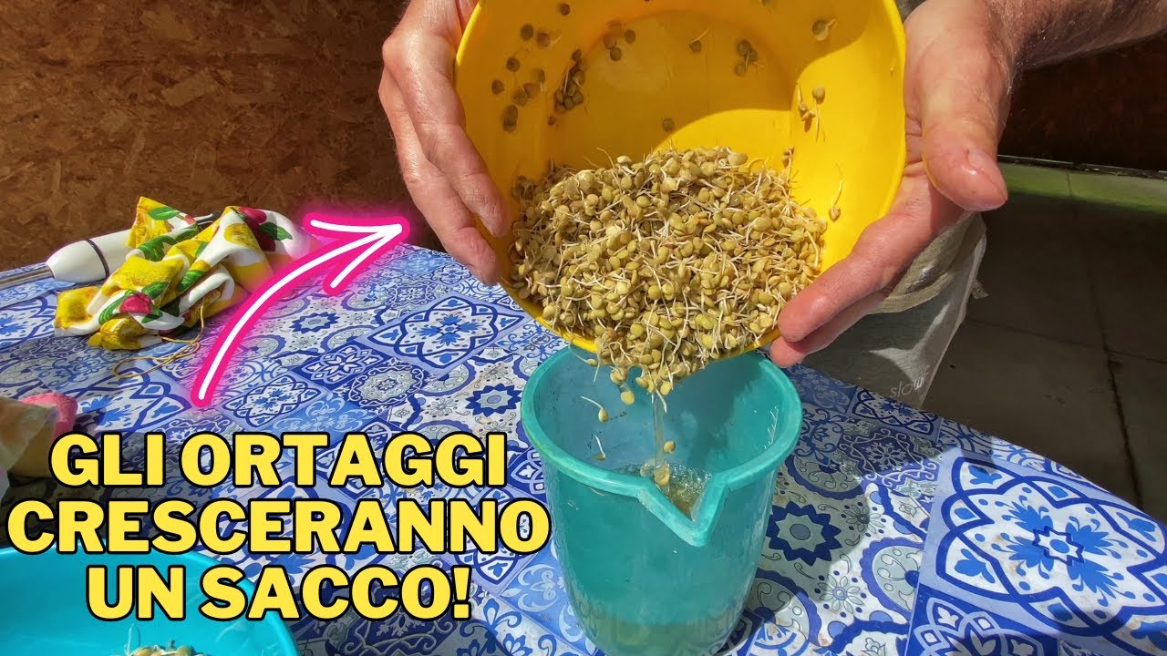 SUPER FERTILIZZANTE NATURALE ricavato dalle LENTICCHIE!
