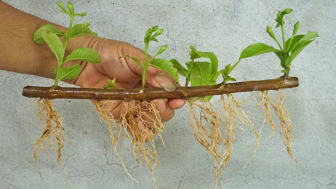 How To Grow Guava Tree Cutting Very Unique Techniques... | Propagation Guava by Papaya Resin