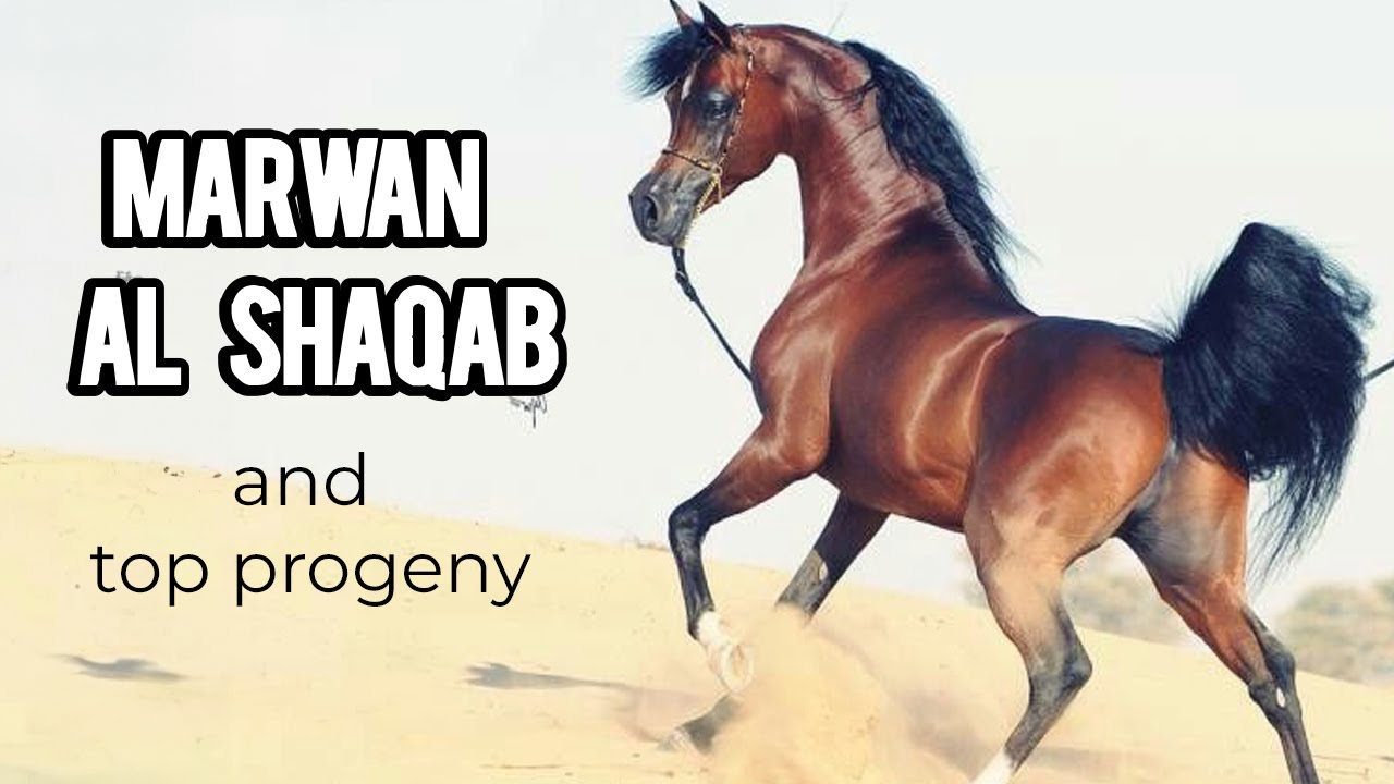 🌟 Marwan Al Shaqab 🏆 arabian horse and Top progeny 🌈 The Legacy Unfolds