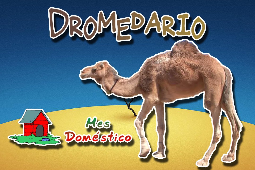 Dromedario |El barco de los desiertos| (Animales del Mundo) |Mes domestico|