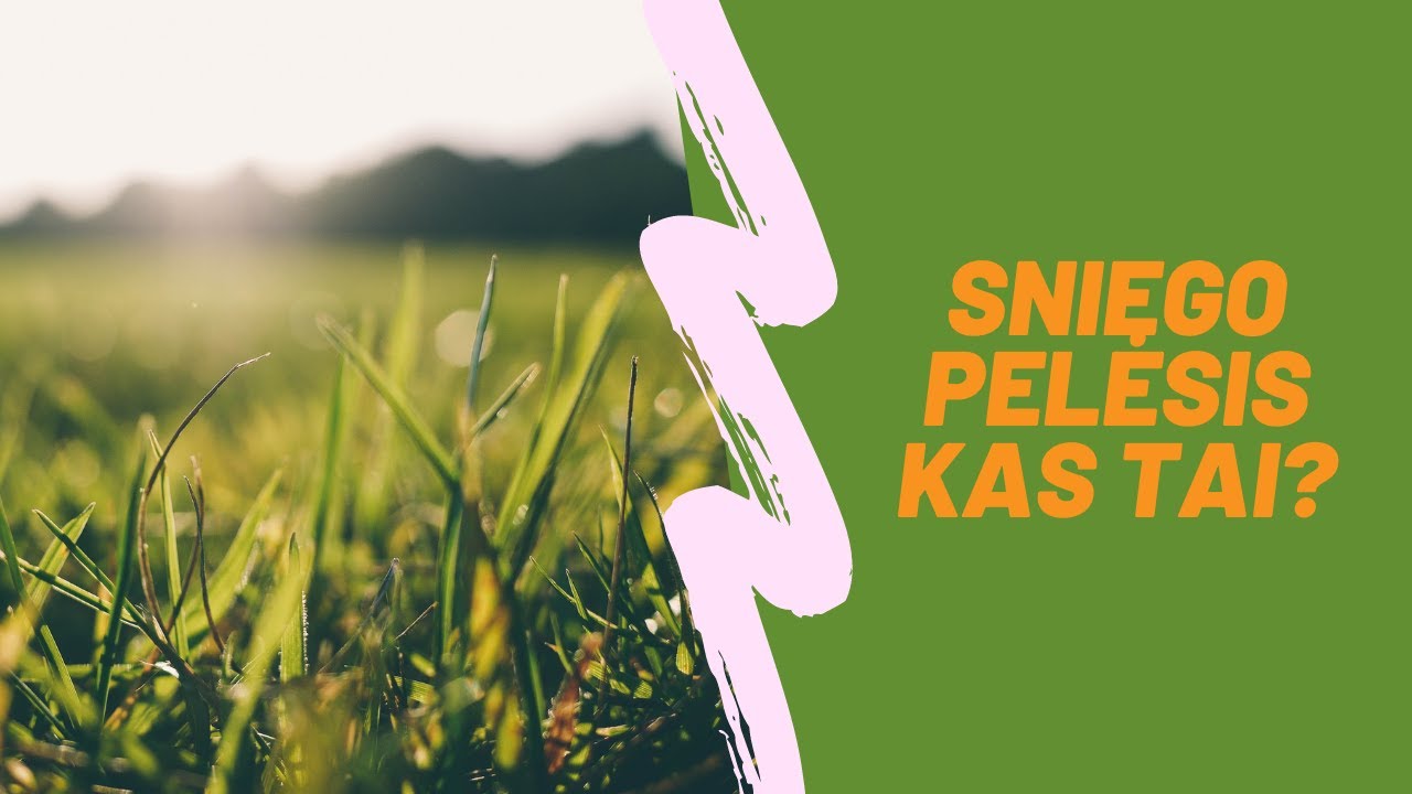 Sniego pelėsis - kas tai?