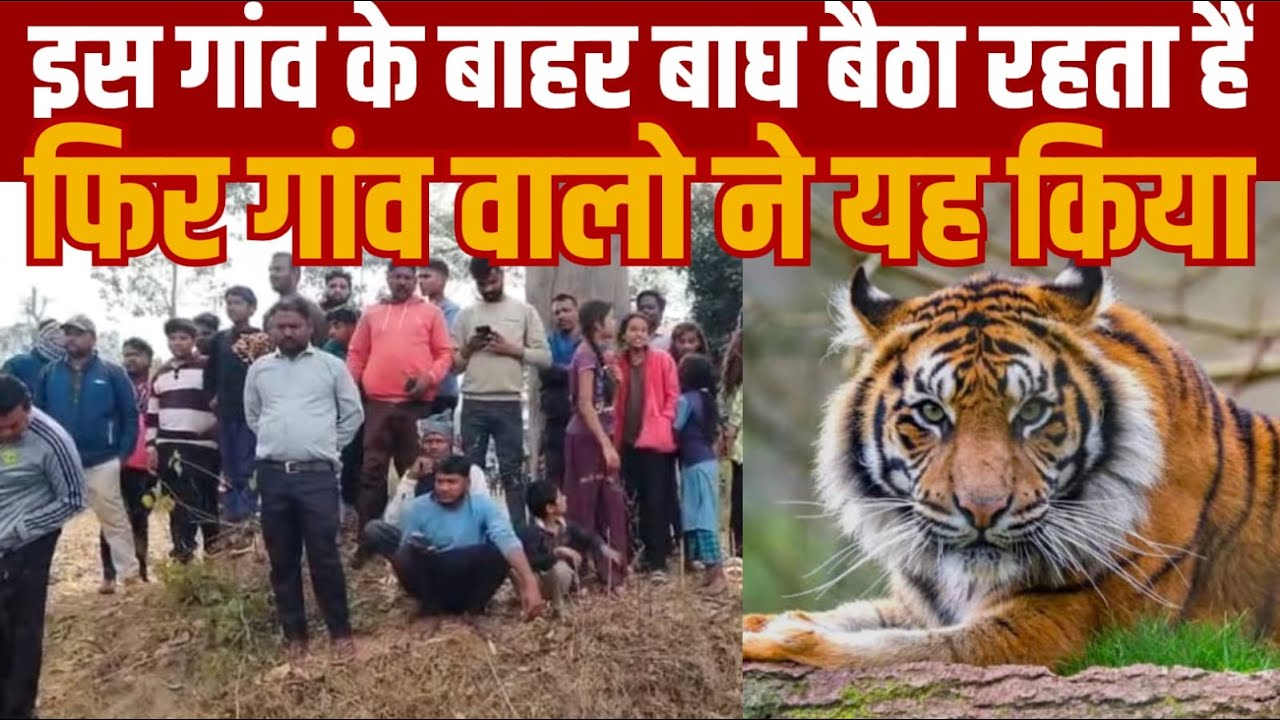 एक गाँव के बाहर बाघ डाले था डेरा गाँव के लोग थे परेशां  फिर गाँव वालो ने यह किया