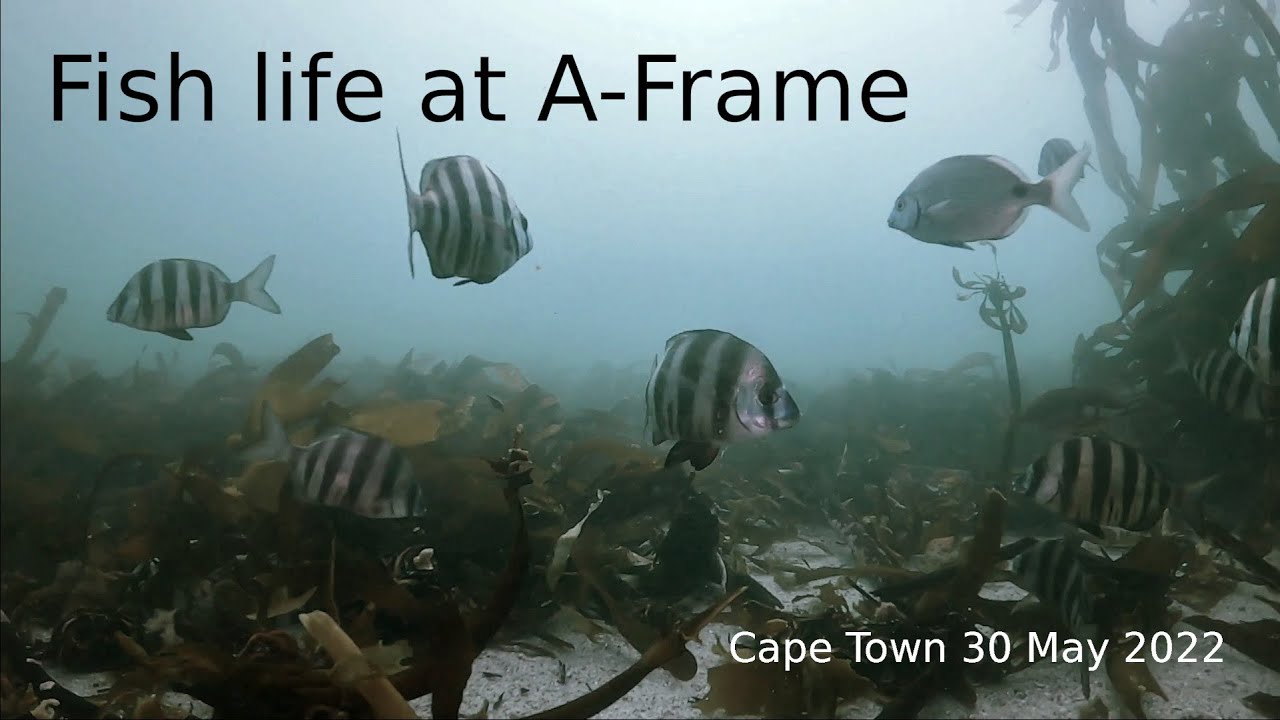 A-Frame fish life