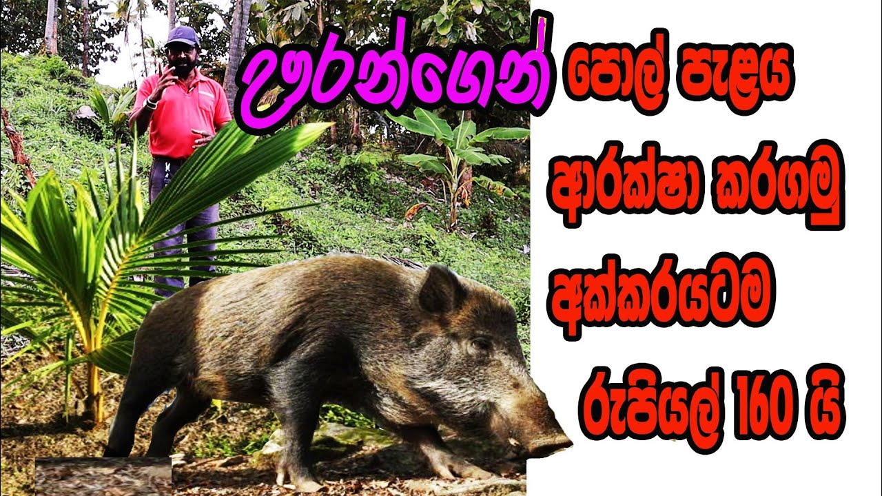ඌරන්ගෙන් පොල් වගාව ආරක්ෂා කරගමු / @AgriView61