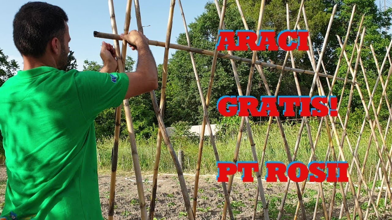 ARACI GRATIS PT ROSII | ASA SE PUN ARACII LA ROSII