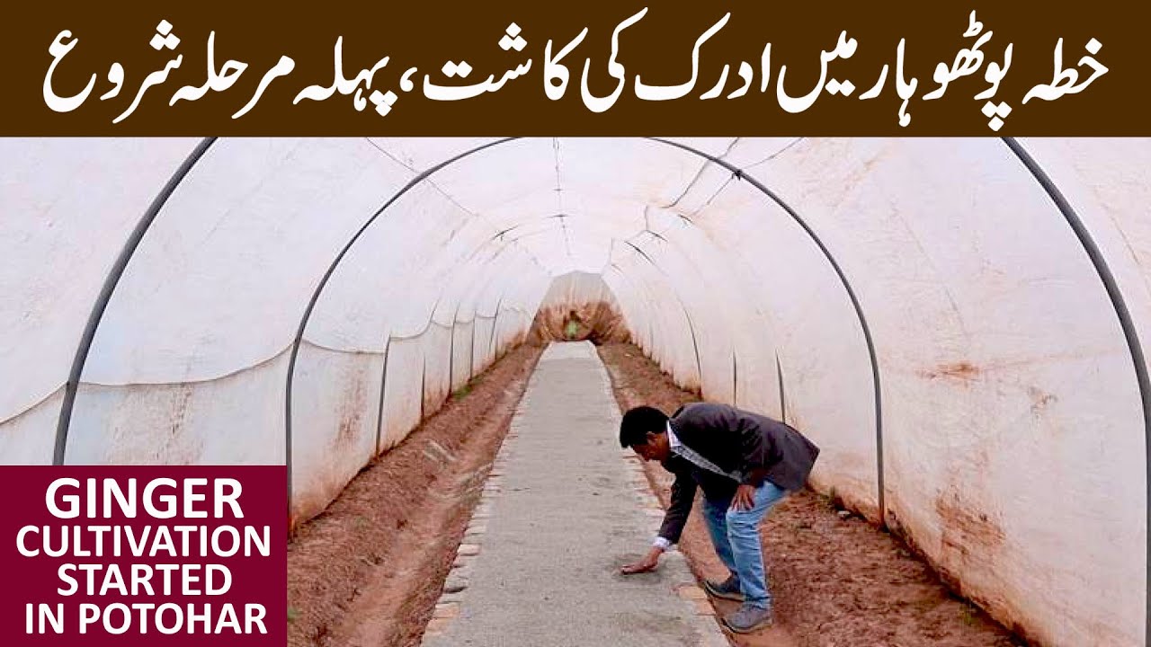 Ginger Cultivation Starts in Potohar Areas of Punjab including Islamabad