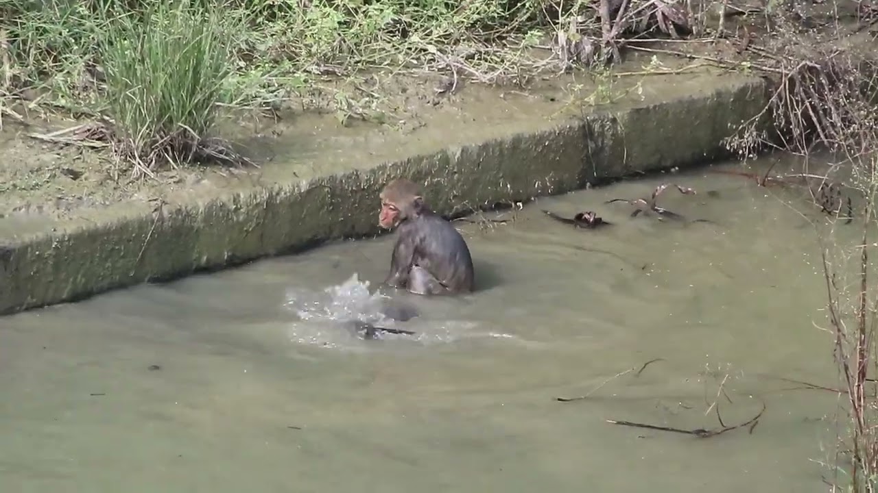 【柴山散策】臺灣彌猴 戲水 #kaohsiung #monkey #滯洪池 #タイワンザル