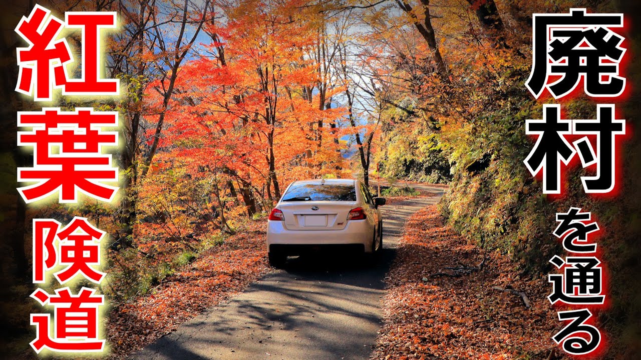 【険道★/猿の楽園!?ダム建設で廃村化した地域の紅葉】福井県道230号 大谷秋生大野線 part 2【笹生川ダム・麻那姫湖】