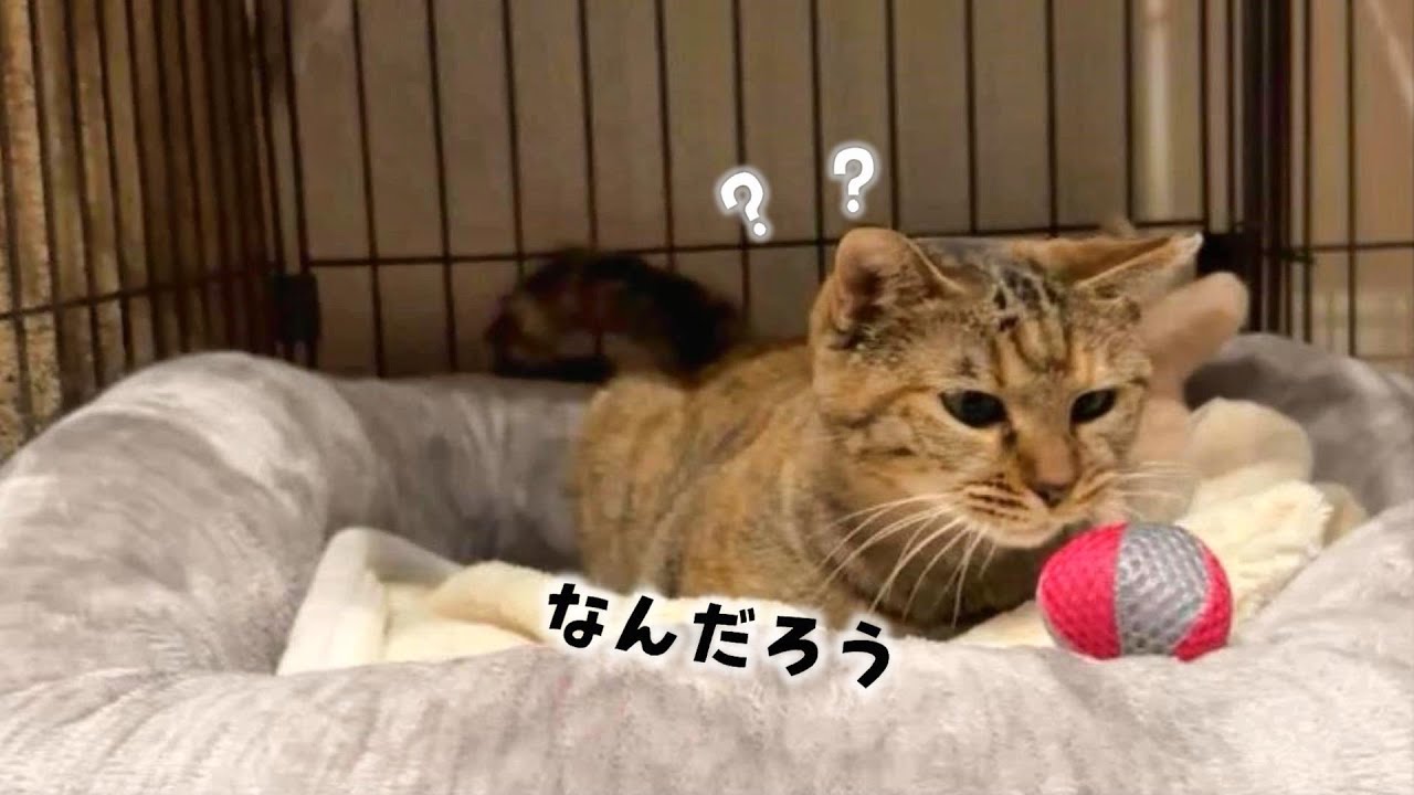 外に出始めたりんちゃんに初めてのおもちゃをプレゼントしてみました