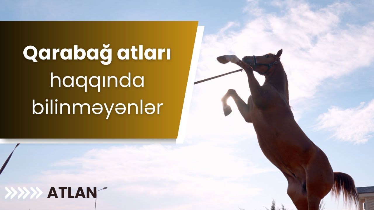 Qarabağ atları haqqında bilinməyənlər - ATLAN