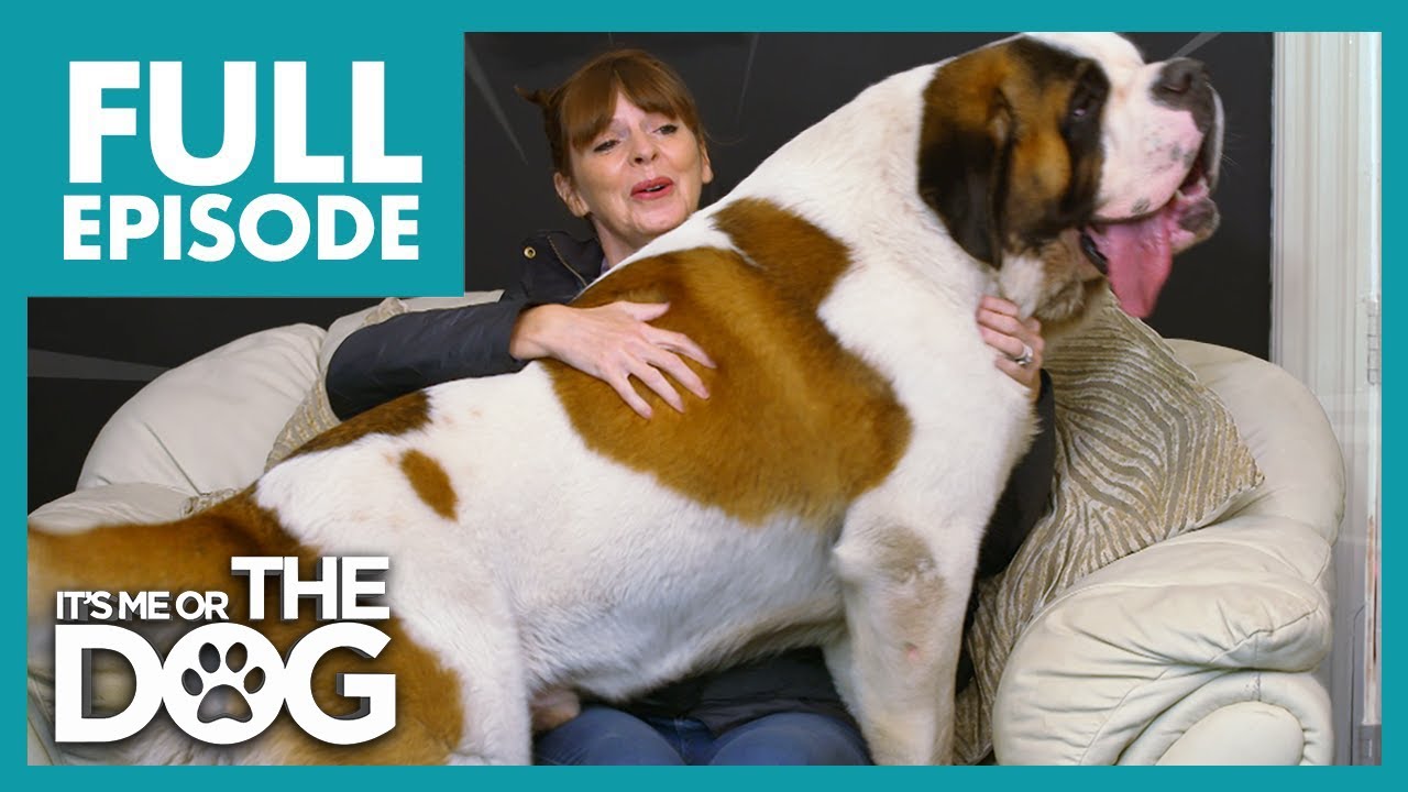 168lbs Lapdog Causes Bruises & Injuries When Cuddling | Full Episode 107 | It's Me or the Dog