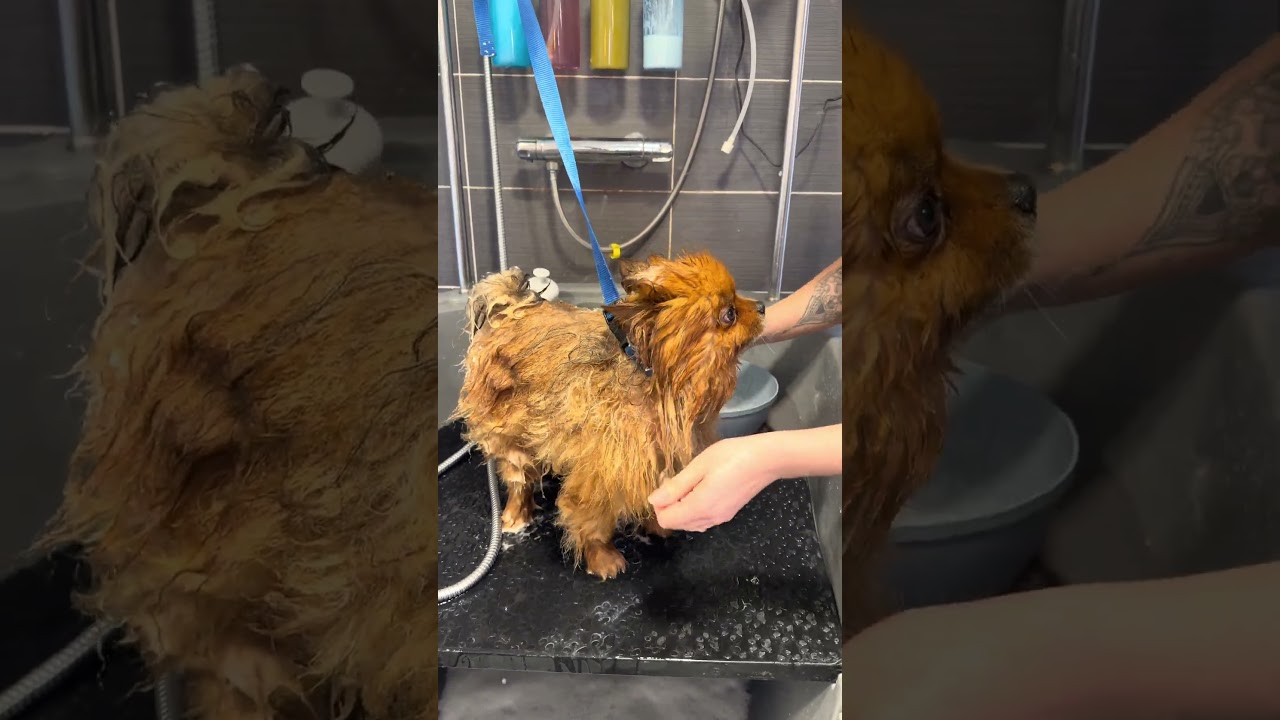 #chien #grooming #puppy #husky #animaux #toilettagecanin #pets #pomeranian #cutedog #vlog