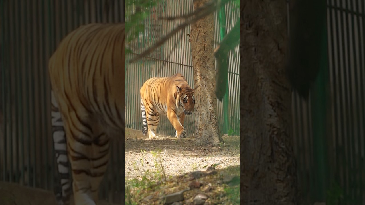 Tiger Attack in Lucknow Zoo 🦁 | 7 Days Trip Ep-4 