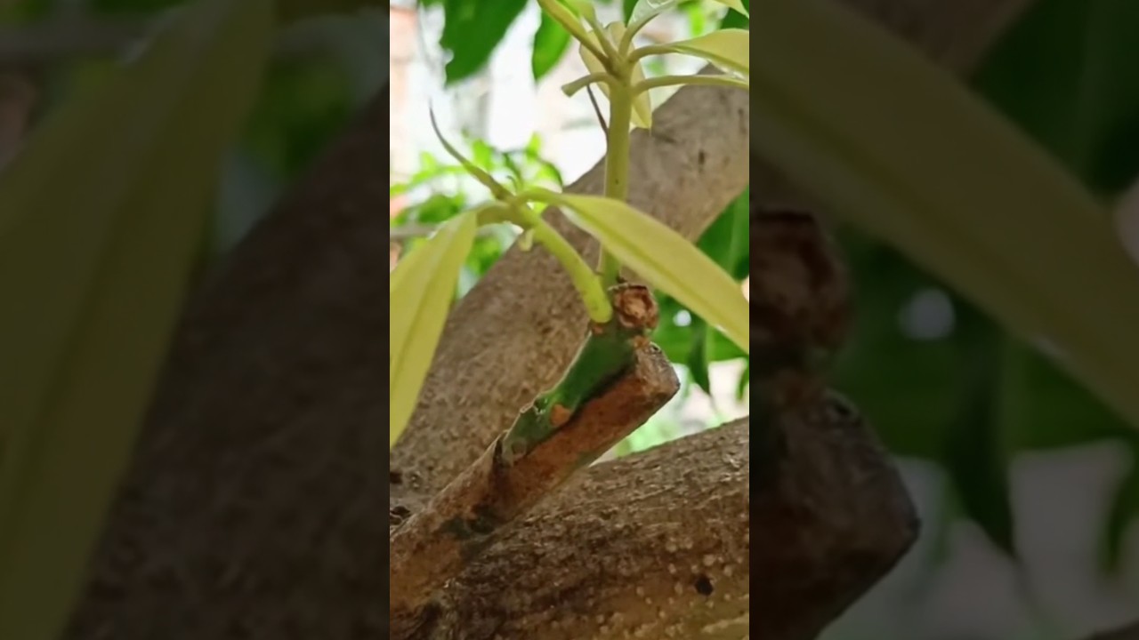 Cara mudah tempel mata tunas pohon mangga