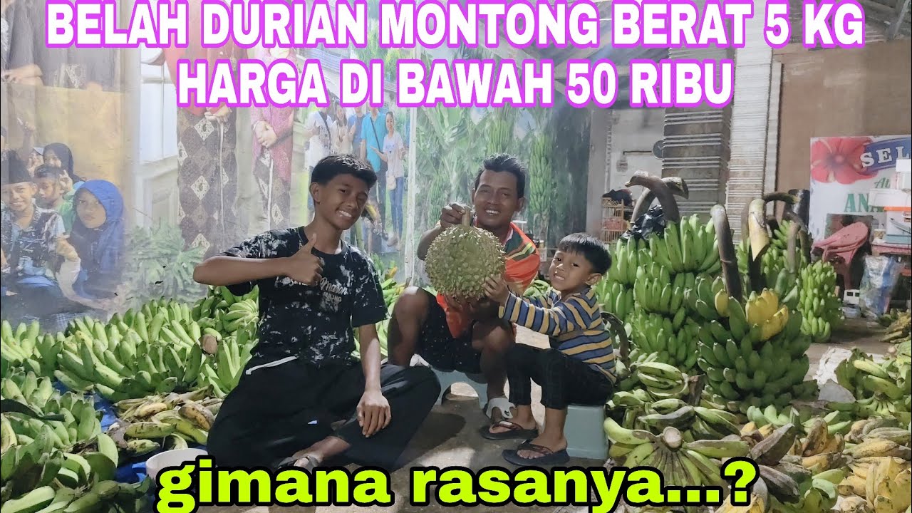 BELAH DURIAN MONTONG BERAT 5 KG HARGA DI BAWAH 50 RIBU GIMANA RASANYA...?