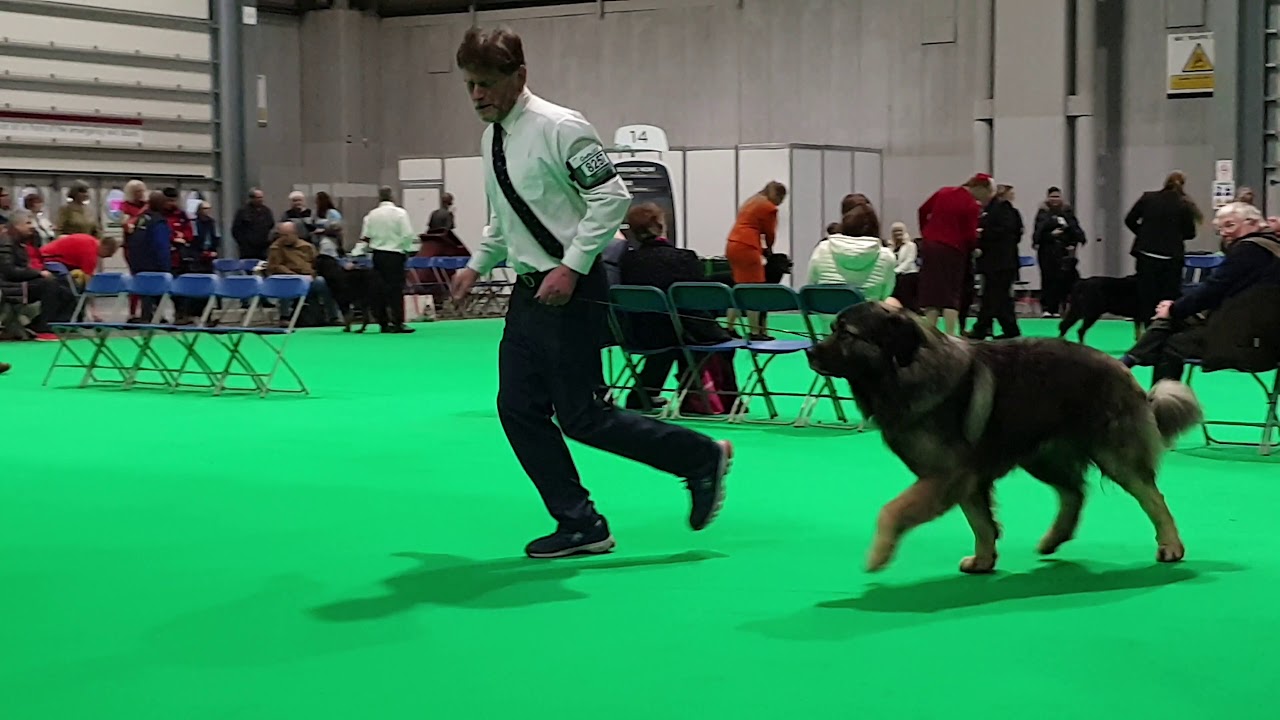 Crufts 2019 Estrela Mountain Dog Open Dog Class