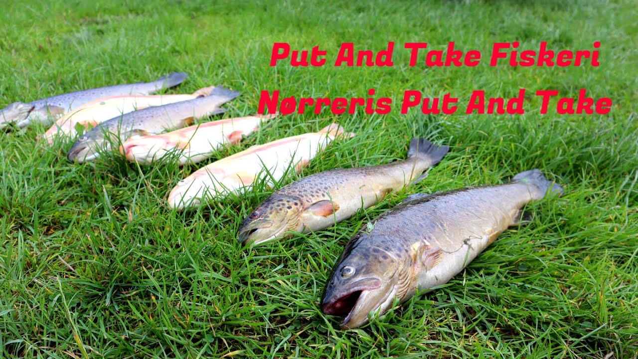 Put And Take Fiskeri - Nørreris Put And Take