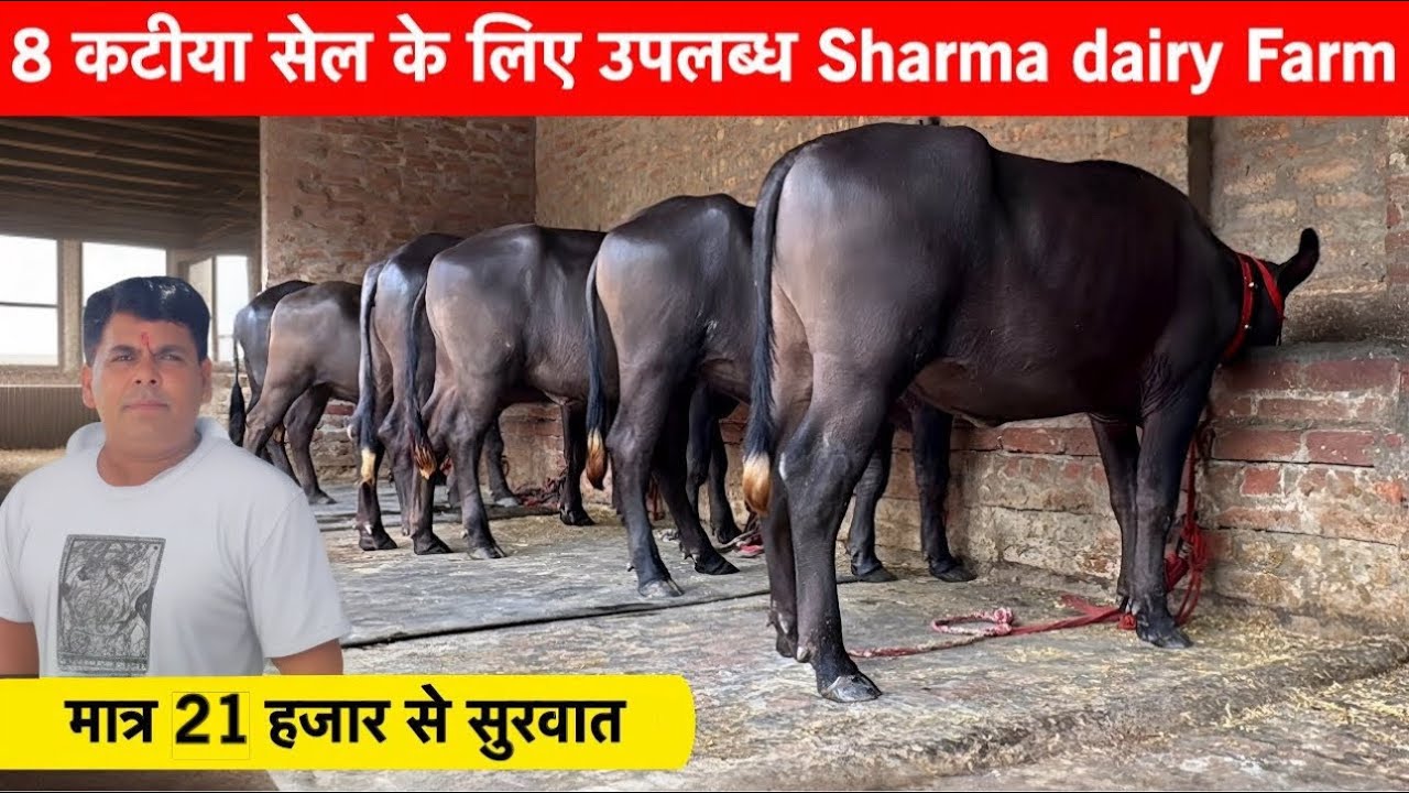 21 हजार से सुरवात 8 कटीया सेल के लिए उपलब्ध तेलिया भुरी भैस Shrma Daily farm Sishral नया धमाका ✅