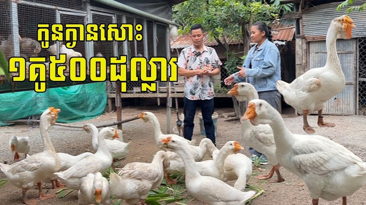 ក្ងាន១គូរតម្លៃ ៥០០ដុល្លារ ម្ចាស់ឲ្យស៊ីចំណី១គីឡូមិនដល់១០០០រៀល ចិញ្ចឹមមិនទាន់គេកុម្ម៉ង់