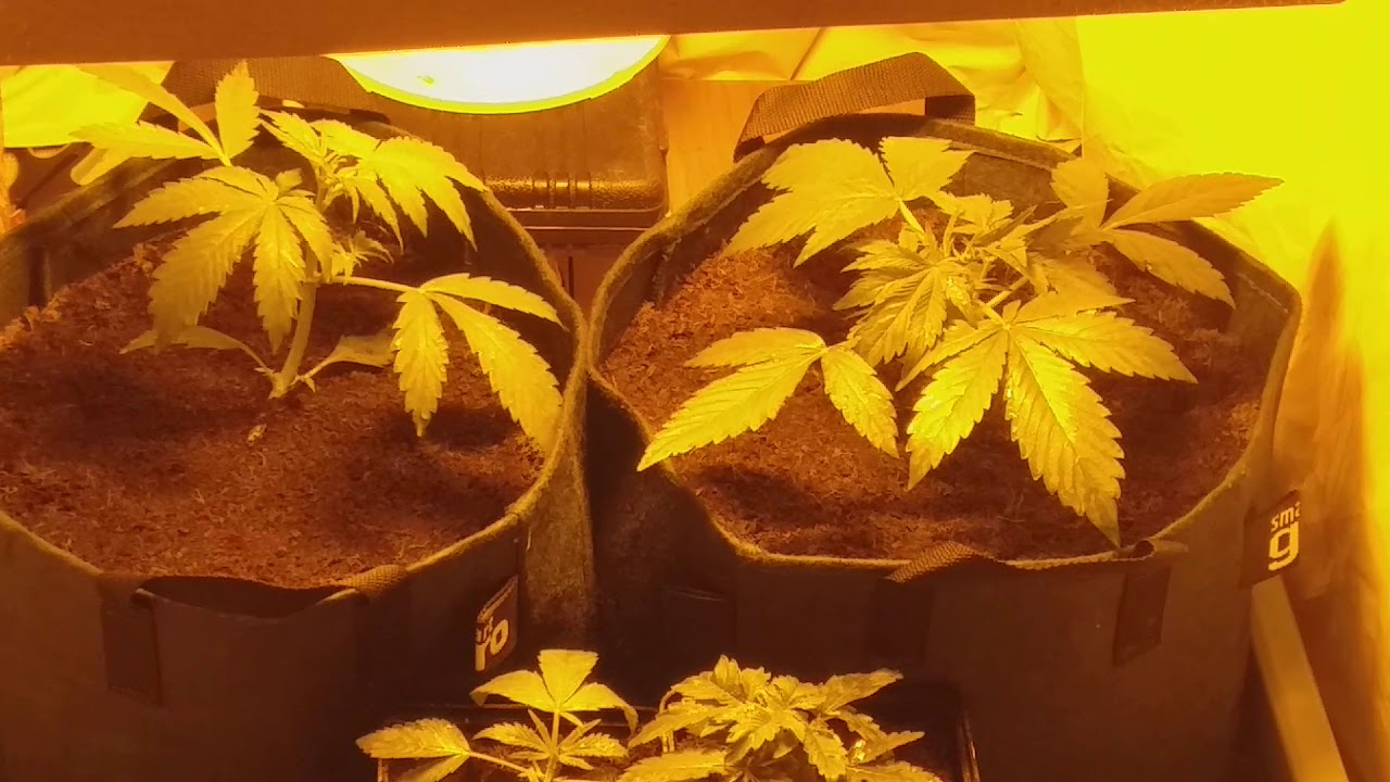 Auto blueberry update