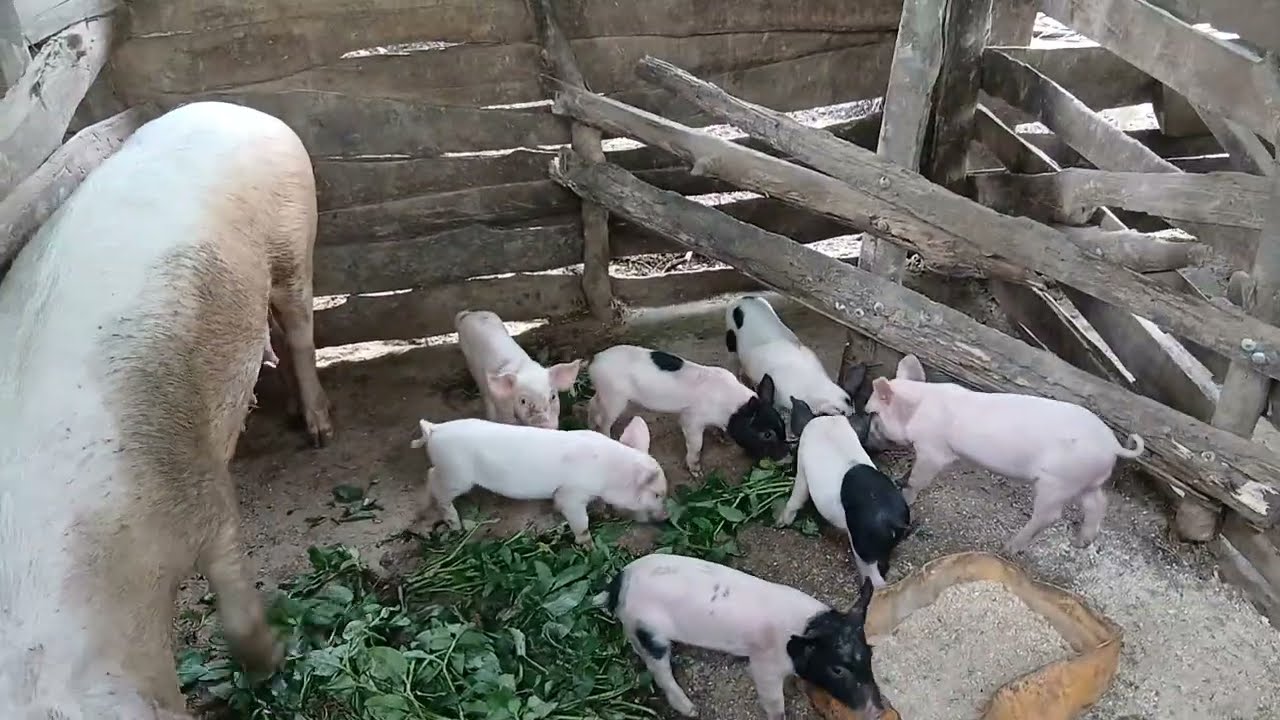 Vyakula mbadala vinavyoweza kupunguza gharama za ulishaji nguruwe 