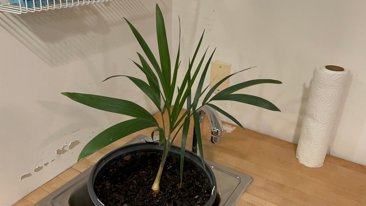 New Chamaedorea radicalis palm!!!