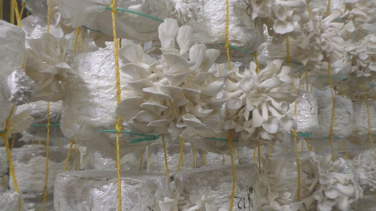 Mushroom Village - Kaduthuruthy