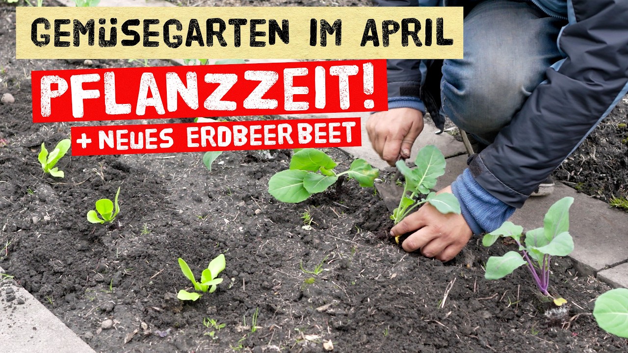 Was JETZT im Gem&uuml;segarten ansteht! Gem&uuml;se pflanzen, Aussaaten, neues Erdbeerbeet anlegen.