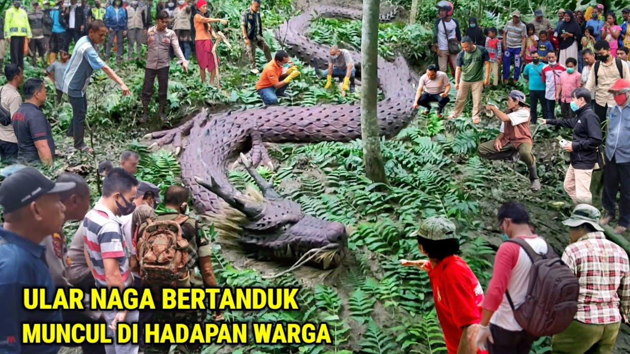 Ngeri !! Ular Naga Bertanduk Muncul Dihadapan Warga Desa Pinggir Hutan Pedalaman
