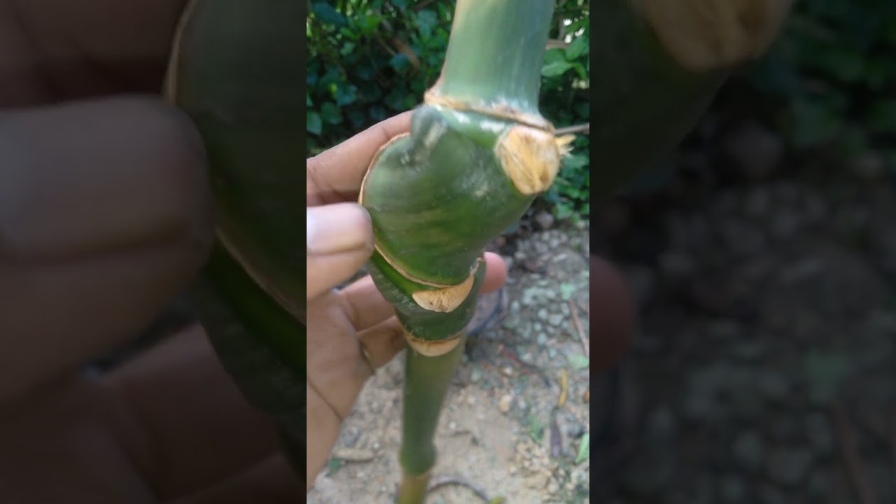 langka teteken bambu unik dengan pakem selendang mukti..dr matrial bambu petung
