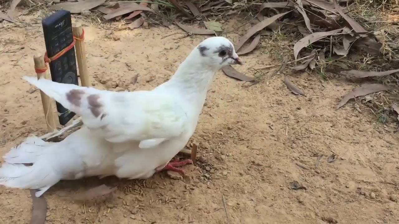 Primitive Technology: Simple DIY Bird Trap Make from Grundig TV That Work 100%