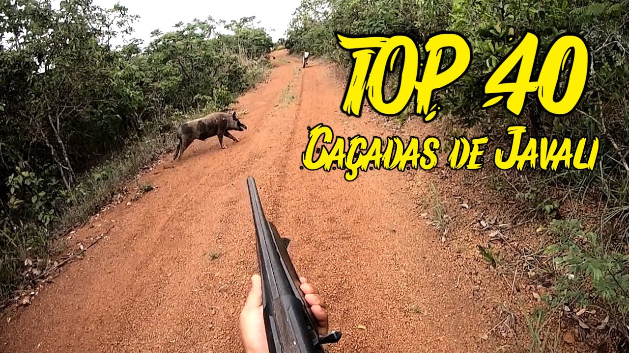 Top 40 ca&ccedil;adas de javalis - s&oacute; as melhores