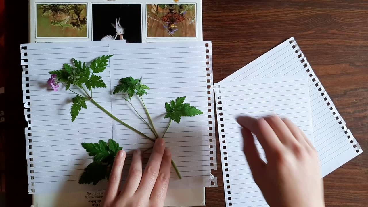 Beginner's Guide to Botanising: Home Herbarium