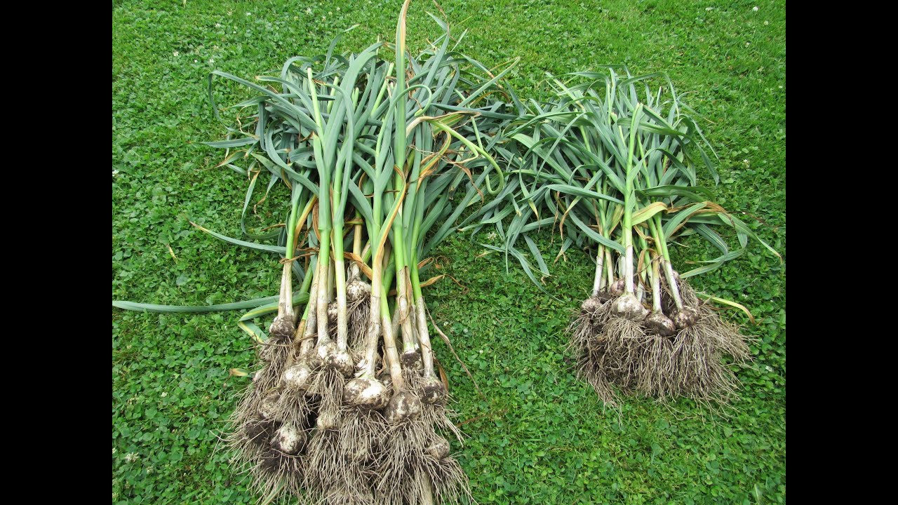 Harvesting and Curing Garlic
