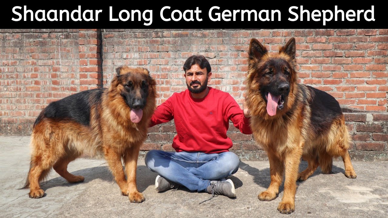 शानदार Long Coat German Shepherd | 10 Years Experience With German Shepherd