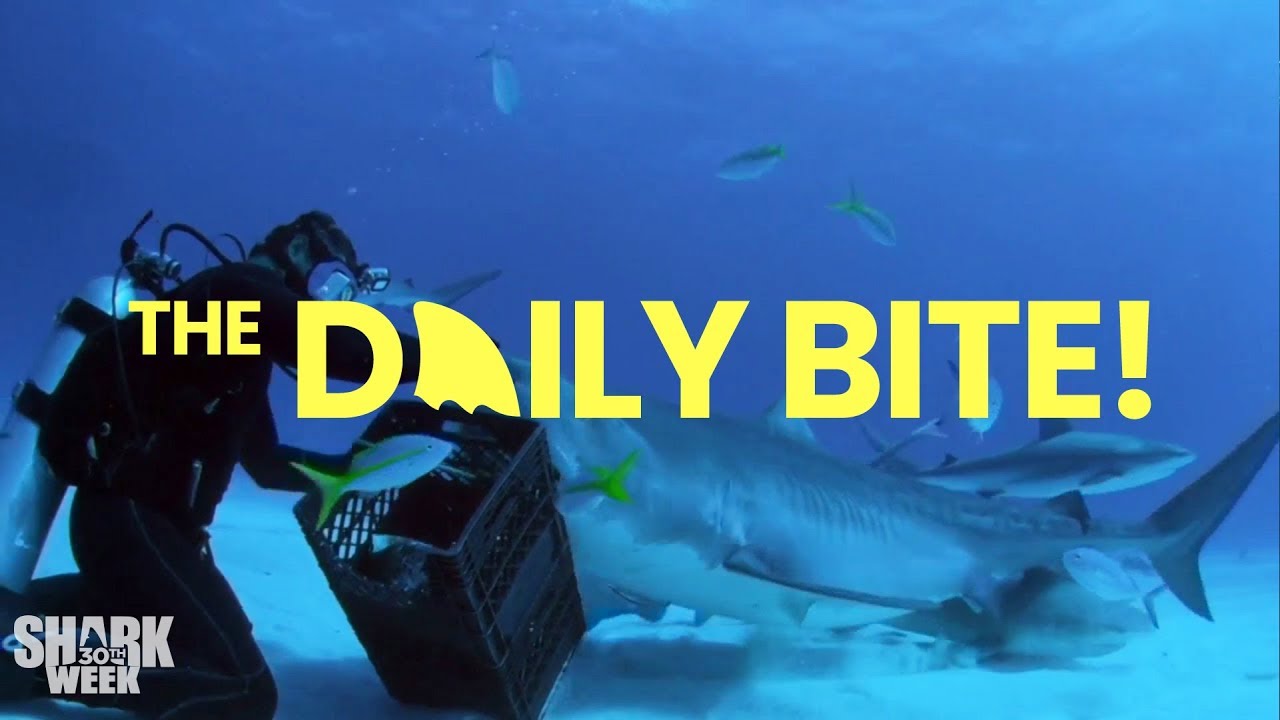 Close Calls with Sharks  |  Countdown to Shark Week: The Daily Bite