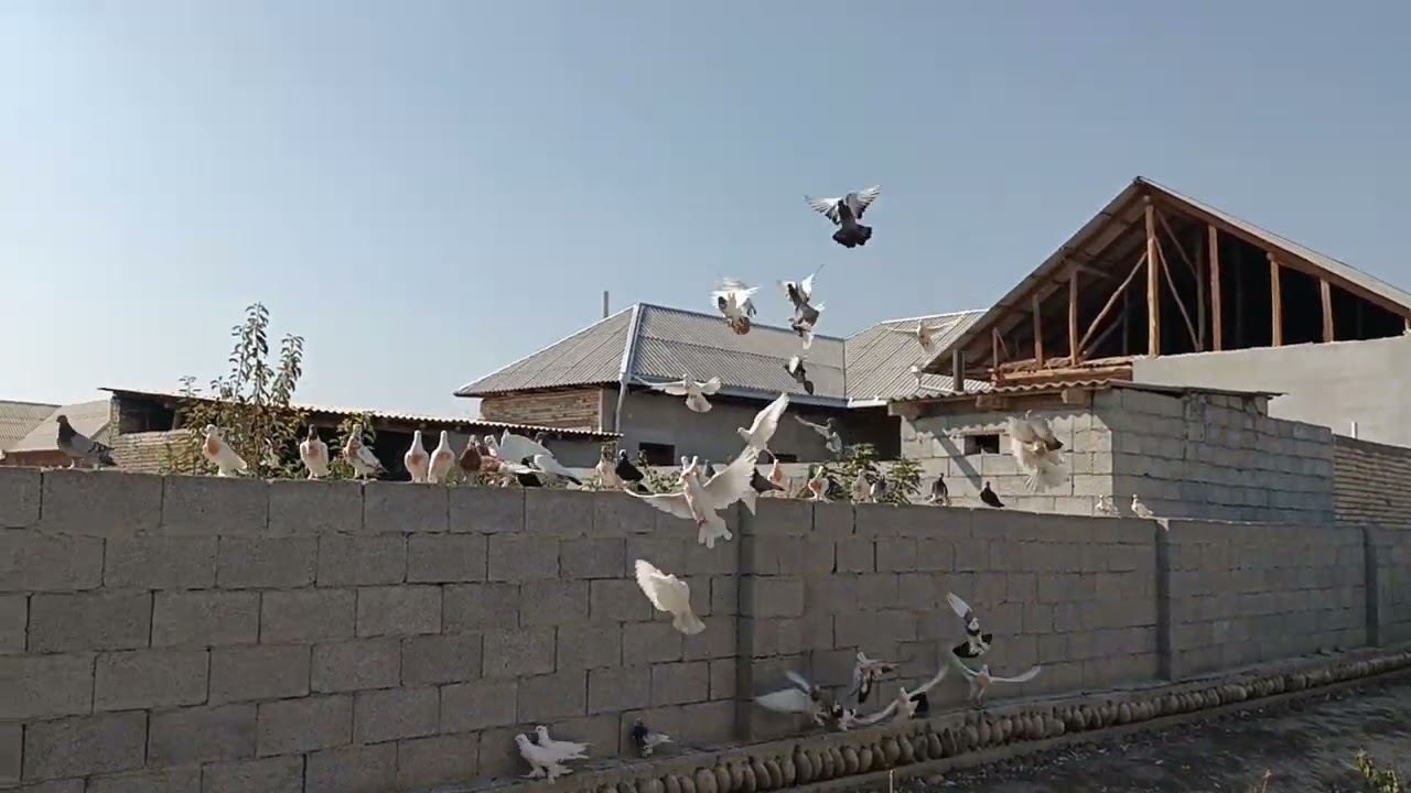 kabutar галуби