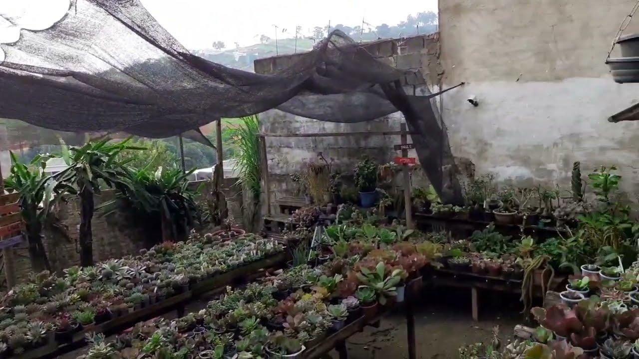 Plantas da ÁREA peneirada 😔 mostro todas