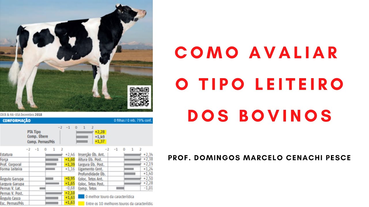 Como avaliar o tipo leiteiro nos bovinos