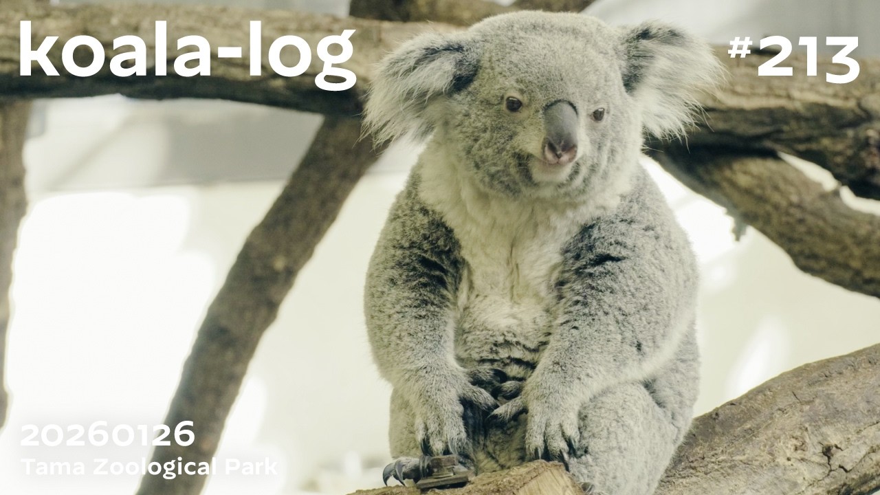 [koala-log] コアラログ #213 多摩動物公園 260126 🐨