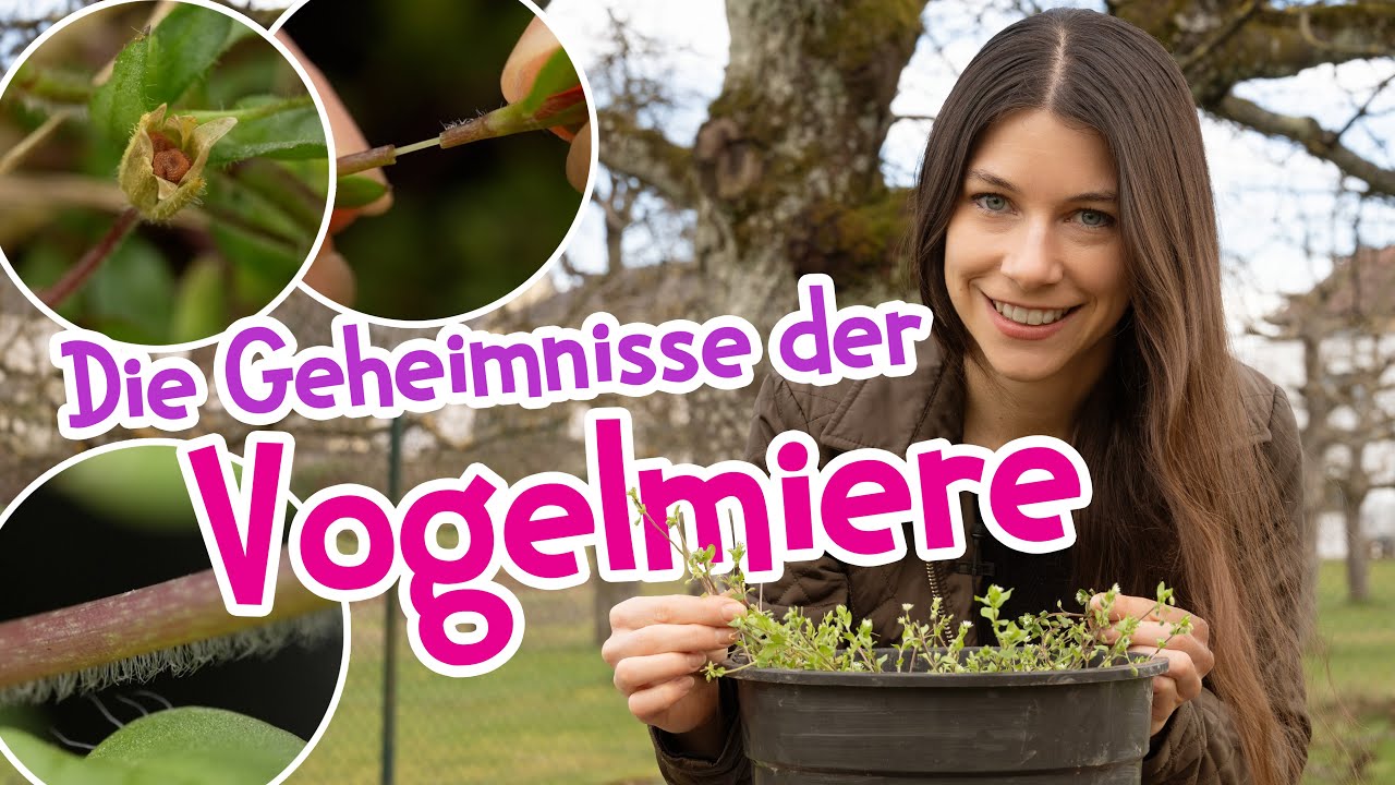 Die Geheimnisse der Vogelmiere 🐓🌱 Sicher erkennen und anwenden #wildkr&auml;uter #natur #fr&uuml;hling #vogel