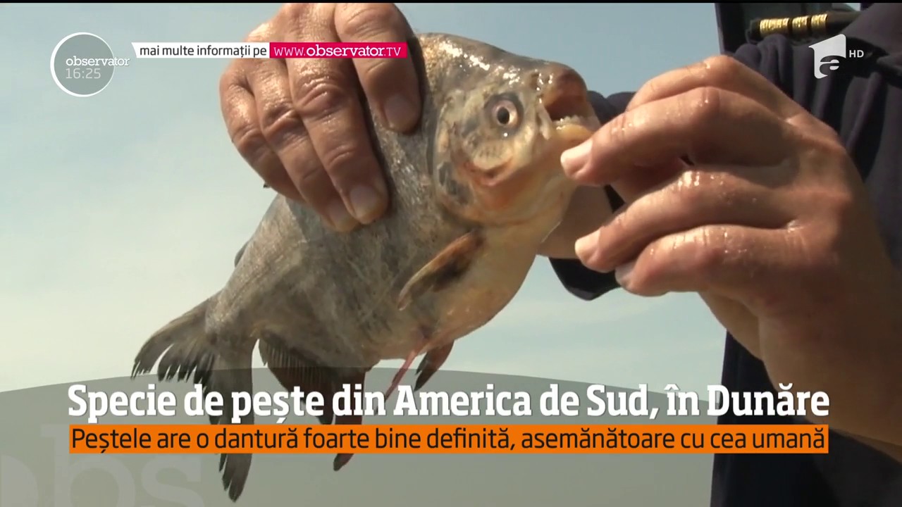 Un peşte înrudit cu Piranha a ajuns în apele Dunării, la Drobeta Turnu- Severin!
