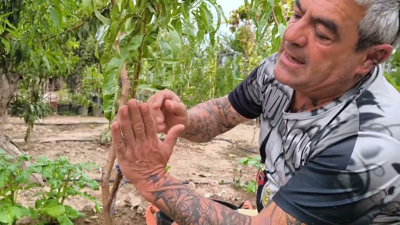 Injerto de yema dormida de melocotón sobre paraguayo ( cambio de variedad)