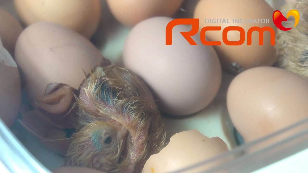 [RCOM Bird Incubator] experience the miraculous of new life's birth with Rcom incubator~~!!