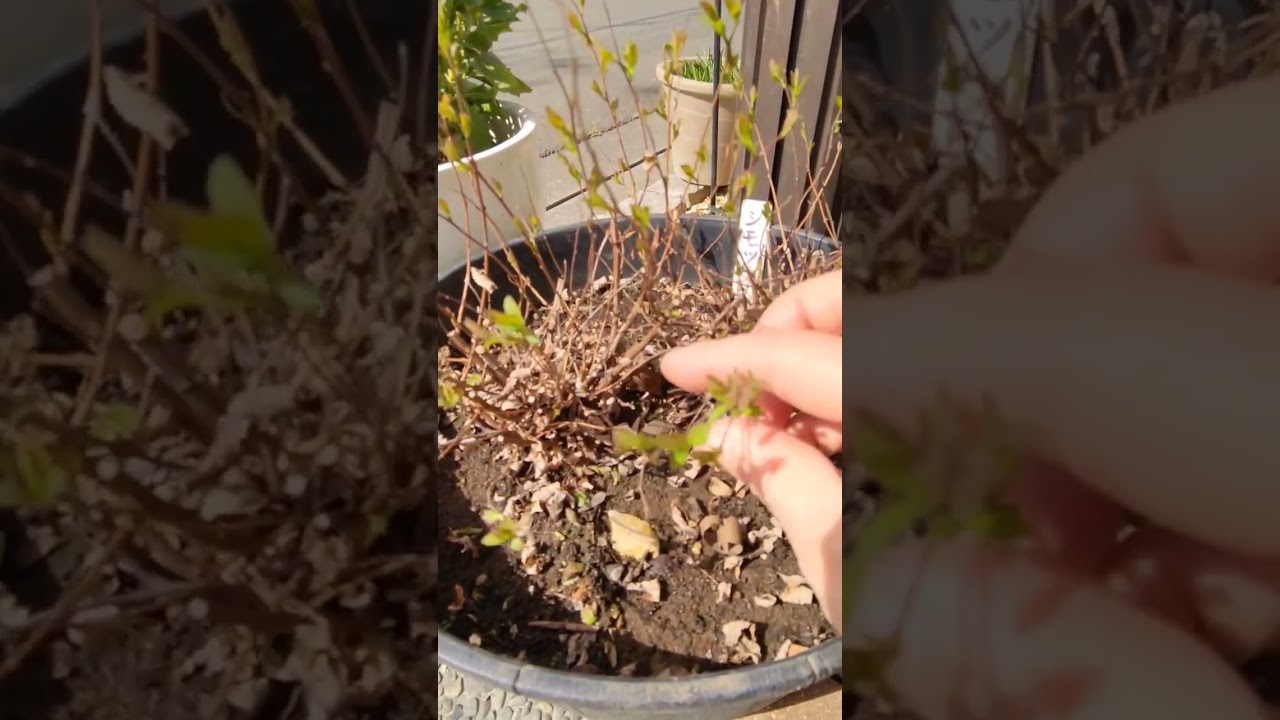 🌱我が家のお庭事情🐻&zwj;❄️シモツケの葉っぱが出てきました～🐞そしてエビネ植え替え