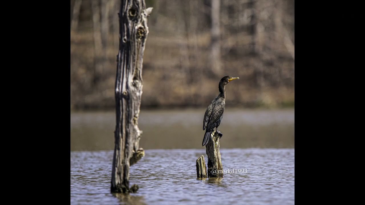 Hamburg state park in Mitchell Georgia